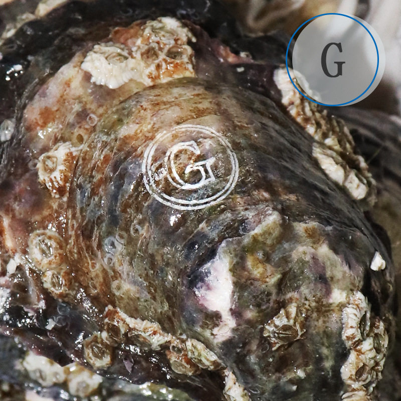 French Ginaduo Imported Oysters, Ready-To-Eat Seafood, Wholesale in Large Quantities, Fresh Live Oysters for Sashimi, Low Wholesale Price
