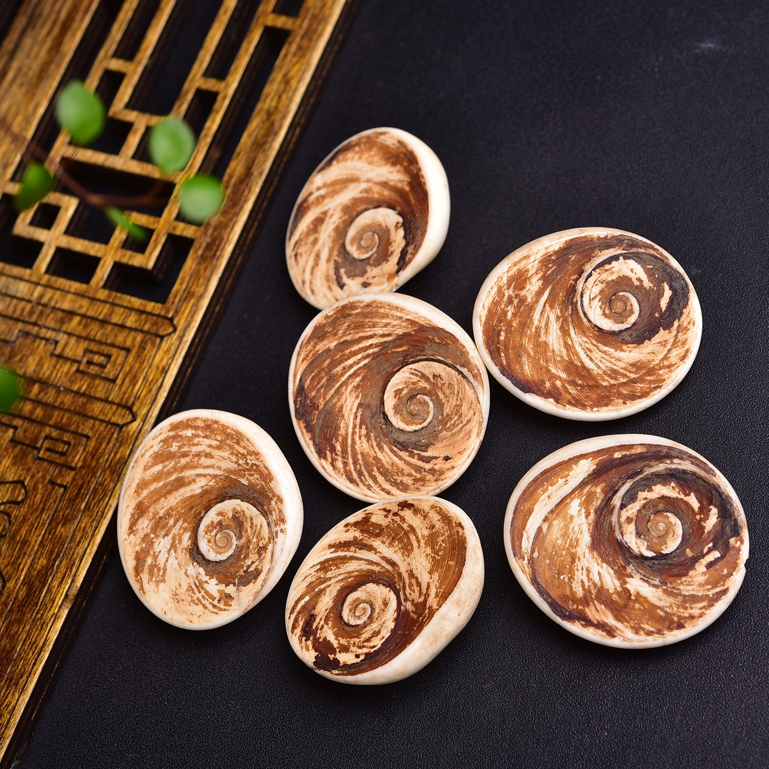 Natural Conch Shell Fossil Sun Bei Stone Ore Marine Paleontological Specimen Crafts Ornaments Wholesale