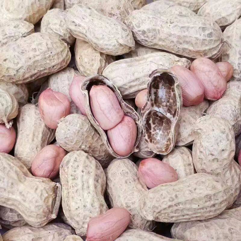 Fresh Seasonal Peanuts, Dried by the Sun, Farm-Produced and Self-Grown, Available in Bulk for Wholesale