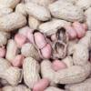 Fresh Seasonal Peanuts, Dried by the Sun, Farm-Produced and Self-Grown, Available in Bulk for Wholesale
