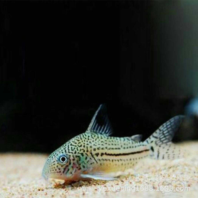Jasmine rat fish live three-line leopard Mouse Cleaning tool fish low habitat rat fish tropical ornamental fish fishing ground straight hair