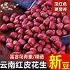 Red Peanut Farmer Small Grain Peanut Kernel Red Coat Peanut Rice Kernel Grain Red Peanut Little Red Peanut