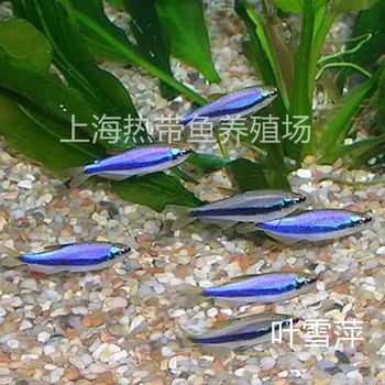 Tropical ornamental fish live blue king lantern fish blue king lantern grass Tank Group fish fry small lantern fish wholesale