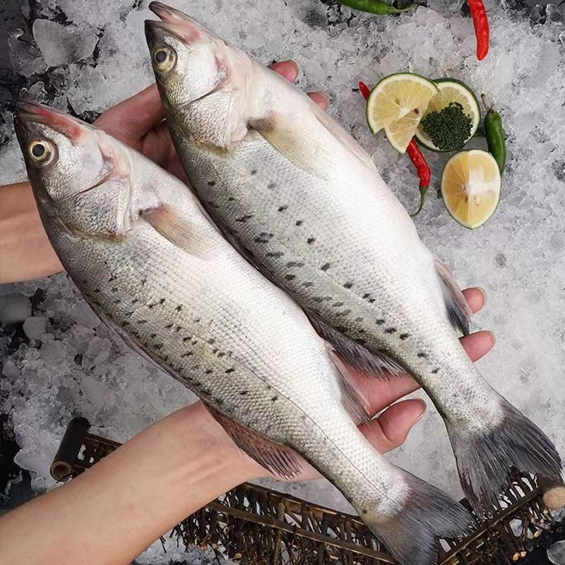 Whole Large Fresh Frozen Sea Bass Deep Sea Fish Seven-Star Bass Fresh Sea Bass Commercial Wholesale