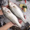 Whole Large Fresh Frozen Sea Bass Deep Sea Fish Seven-Star Bass Fresh Sea Bass Commercial Wholesale