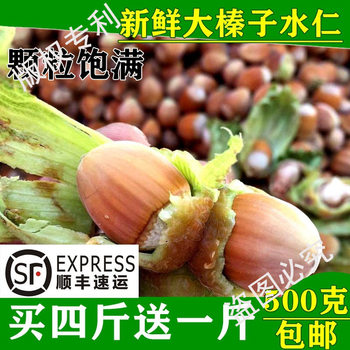 Fresh Large Hazelnuts 2024 New Arrival Northeast Specialty Roasted with Green Skin Water Kernel Water Pulp Huanren Nuts Raw Hazelnuts