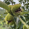 Fresh Raw Chestnuts from the Mountains of Guizhou and Yunnan, Large Hairy Chestnuts, Oil Chestnuts with Shells, Freshly Picked and Shipped, Free Shipping and Guaranteed Compensation