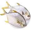 Large Deep-Sea Golden Pomfret Fresh Frozen Silver Pomfret White Pomfret Ice Fresh Aquatic Products Wholesale Sf Cold Chain Free Shipping