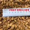Songge submerged pine nuts large grain wholesale thin skin large grain northeast pine nuts hand peeling open pine nuts bulk dried fruit