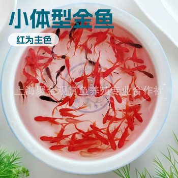 Wholesale Live Ornamental Goldfish, Small Red Grass Fish, Small Jars, Durable for Stalls