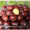 Fresh Dandong Chestnuts, Fresh Chestnuts, Tender Large Chestnuts, Wild Qianxi Chestnuts, Oil Cone Chestnuts