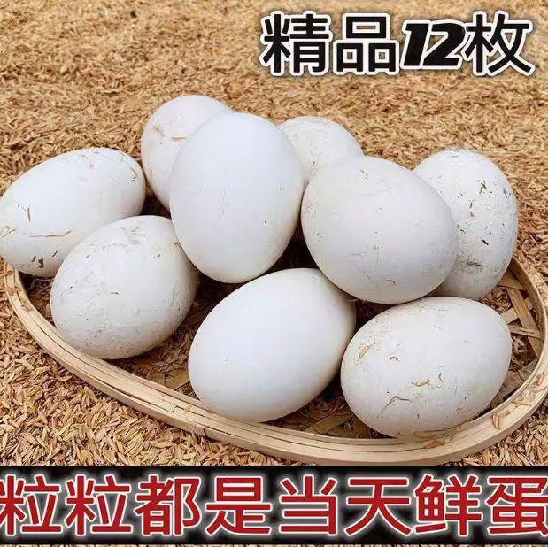 Hot Selling Fresh Goose Eggs, Farm-Raised Free-Range Goose Eggs, Wild River Water-Raised Goose Eggs, Large and Good Eggs