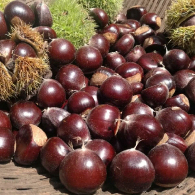 2025 Fresh Dandong Chestnuts 2.5kg Fresh Chestnuts Tender Large Chestnuts Wild Qianxi Chestnuts Oil Cone Chestnuts