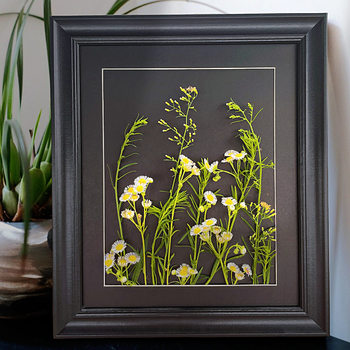 Plant Specimen Frame Photo Frame Paper-Cut Picture Frame Black Large Size DIY Handmade Cultural and Creative Embossed Wall Hanging
