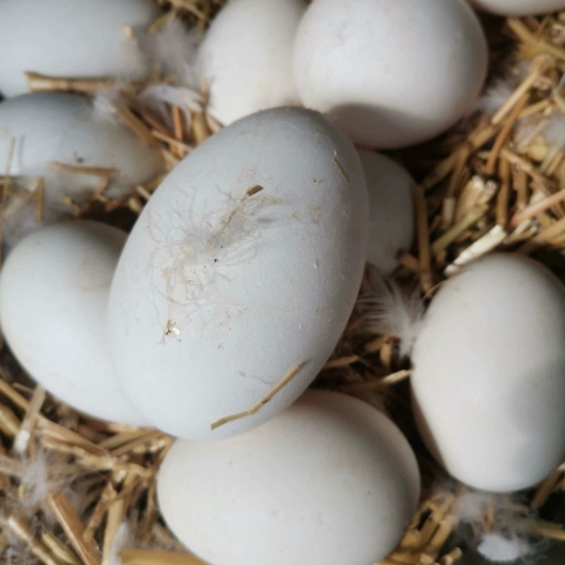 [Damage Guaranteed] Authentic Farm-Raised Free-Range Goose Eggs for Pregnant Women and Babies, Freshly Picked and Shipped