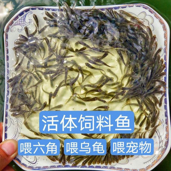 Fish Feed for Breeding, Special Feed for Fish Fry, Wheatgrass Fish, Crucian Carp, Carp, Turtle, Hexagonal Fish, Pet Package