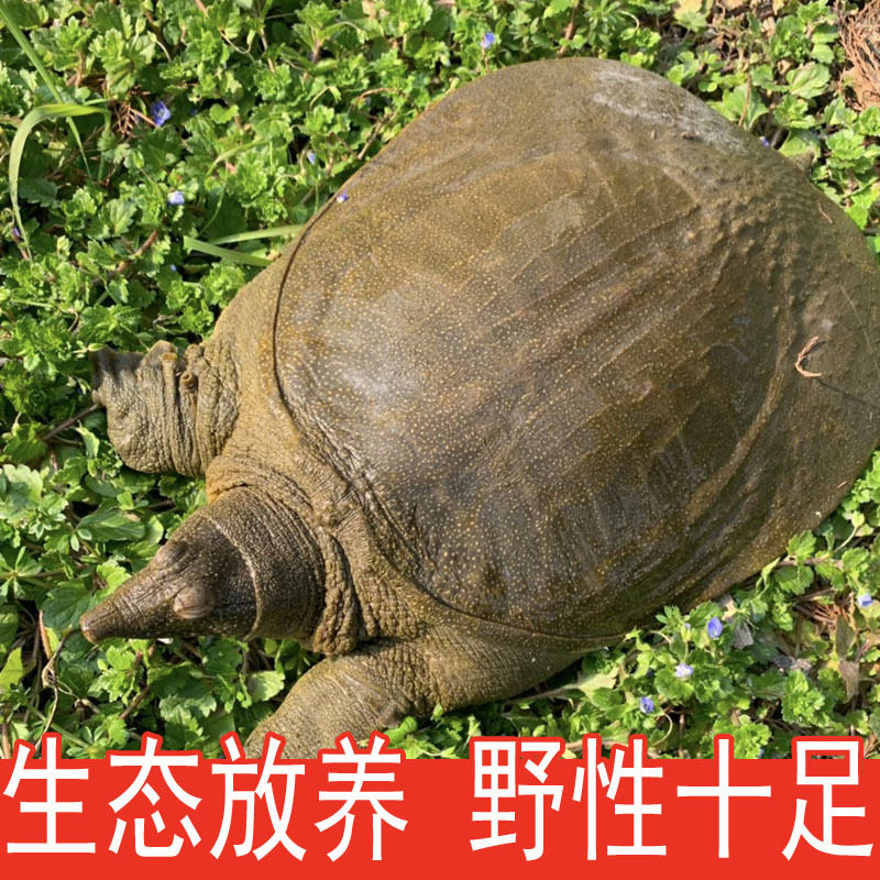 Fresh Live Green-Yellow Male Turtle for Consumption, Chinese Pond Turtle, Reservoir
