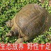 Fresh Live Green-Yellow Male Turtle for Consumption, Chinese Pond Turtle, Reservoir