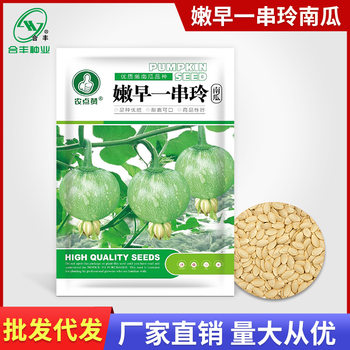 Nen Zao Ling Pumpkin Seeds Authentic Chestnut Small Pumpkin Seeds Mini Sweet Pumpkin Seeds Factory Wholesale
