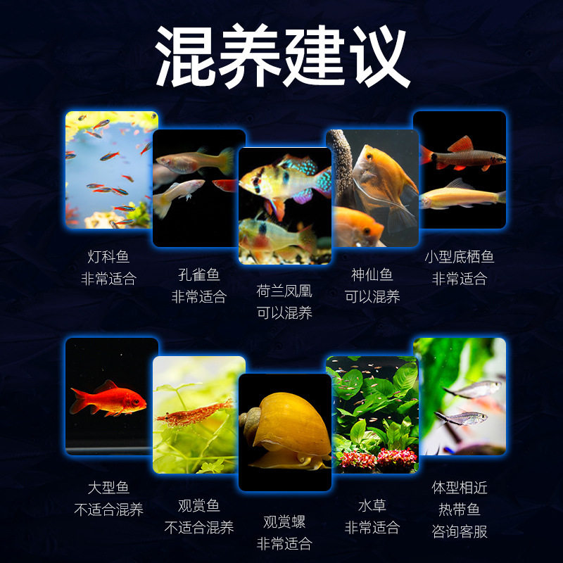 Guppy Live Fish Premium Purebred Large Tail Gravid Female Fry Ornamental Fish Tropical Fish Easy to Breed