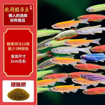 Small Tropical Fish Ornamental Fish, Lantern Fish, Fish School, Live Fish, Red Zebrafish, Freshwater Fish, Easy to Raise and Maintain