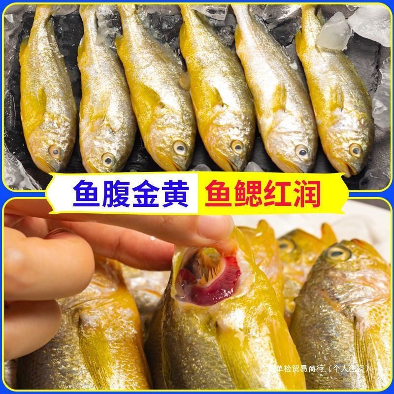 [Active] Wild Small Yellow Croaker, Fresh Sea-Caught Frozen Large and Small Yellow Croaker, Deep-Sea Fish, Fresh Seafood and Aquatic Products