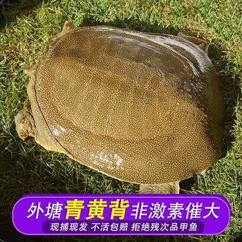 0.5-2.5kg Wild-Raised Ecological Soft-Shell Turtles with Green and Yellow Backs, Fresh Turtles, Old Turtles, Water Turtles