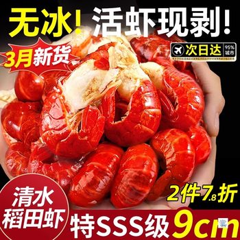 Frozen Live Crayfish Tails Without Ice Coating, Premium Large Shrimp Balls, Fresh Frozen Wholesale, Whole Box