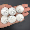 Wholesale natural sun shell stone round thread conch shell pendant small size hard shell fossil necklace