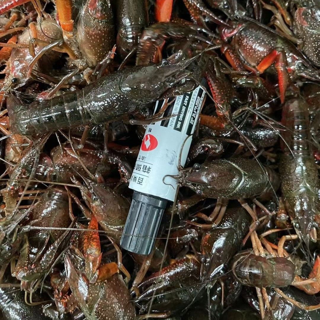 Directly Shipped from Hubei, Live Crayfish, Fresh Live Shrimp, Commercial Wholesale of Crayfish, Freshly Caught Clear Water Shrimp