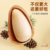 2026 New Large-Sized Open Pine Nuts, Non-Specialty Grade, Extra Large Northeast Pine Nuts, Nut Snacks Wholesale and Dropshipping