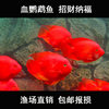 Red Parrot Fish Live Fish Tropical Ornamental Fish Freshwater Fish Feng Shui Fish Ingot Fish Blood Red Fish Fortune Fish Others