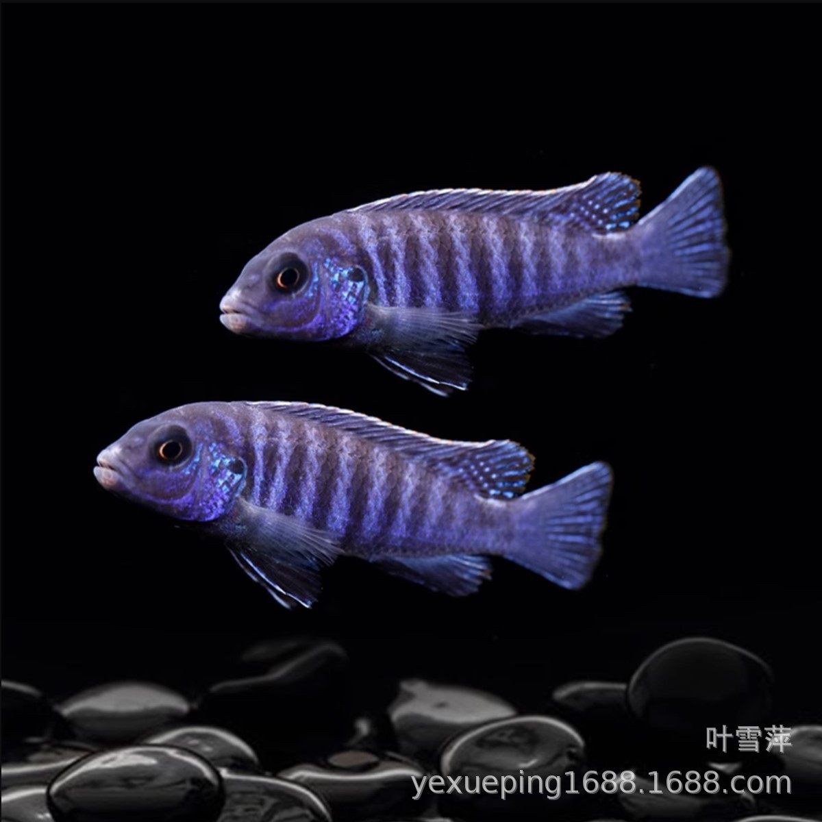 Snapper Sanhu Cichlid Fish Black Line Prince Live Horse Snapper Tan Carving Resistant and Easy to Maintain Tropical Ornamental Fish Freshwater Fish Wholesale