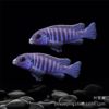 Snapper Sanhu Cichlid Fish Black Line Prince Live Horse Snapper Tan Carving Resistant and Easy to Maintain Tropical Ornamental Fish Freshwater Fish Wholesale