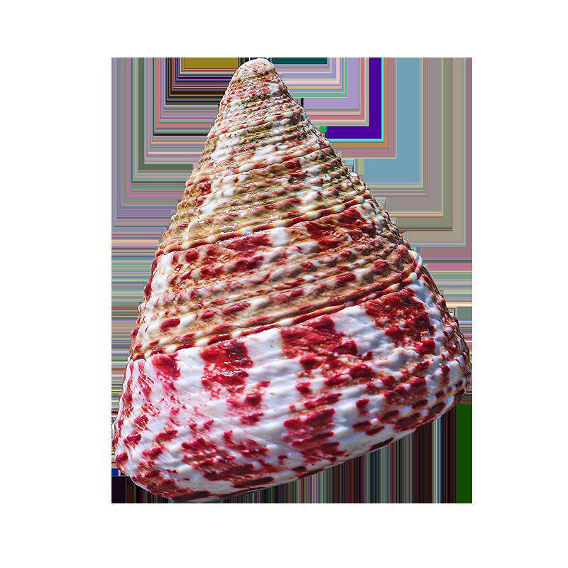 Little Red Tara Snail Pagoda Snail Aquarium Landscape Creative Gift Full Shipping Natural Conch Shell Red Spot Bell Snail