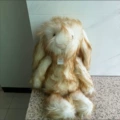 Off-white long-haired rabbit