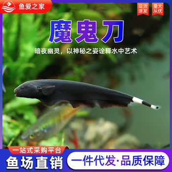Black Devil Angelfish, Black Devil Feather Angelfish, Aquarium Tropical Freshwater Ornamental Fish, Seven-Star Angelfish, Eel, Live Fish Fry