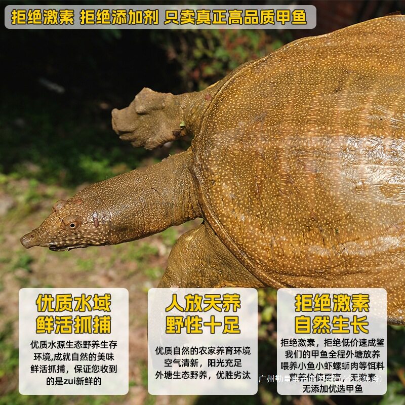 Fresh Ecological Wild-Grown Chinese Soft-Shell Turtles, Local Outdoor Pond Males and Females, Live Aquatic Turtles for Consumption