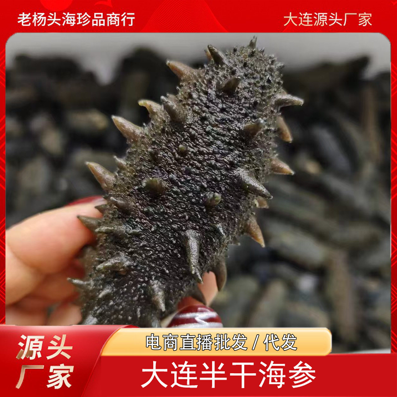 [Factory Subsidy] Semi-Dry Sea Cucumber Dalian Jar Salt Sea Cucumber 25 Heads/Kg Factory Direct Supply Dropshipping