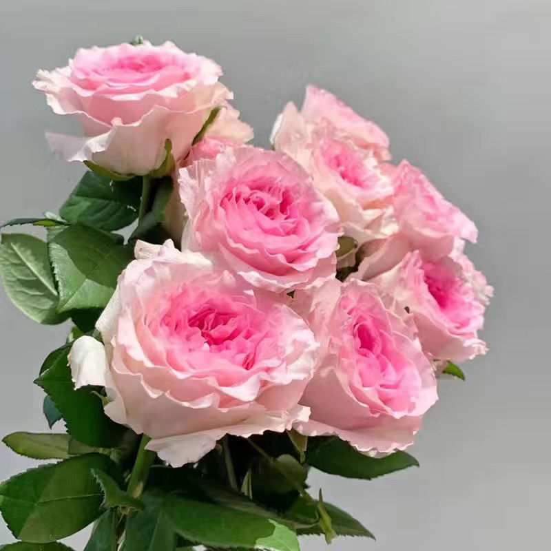 新款多头玫瑰玫瑰花鲜花云南直发直供向日葵洋香水百合花水养花束 - 图2