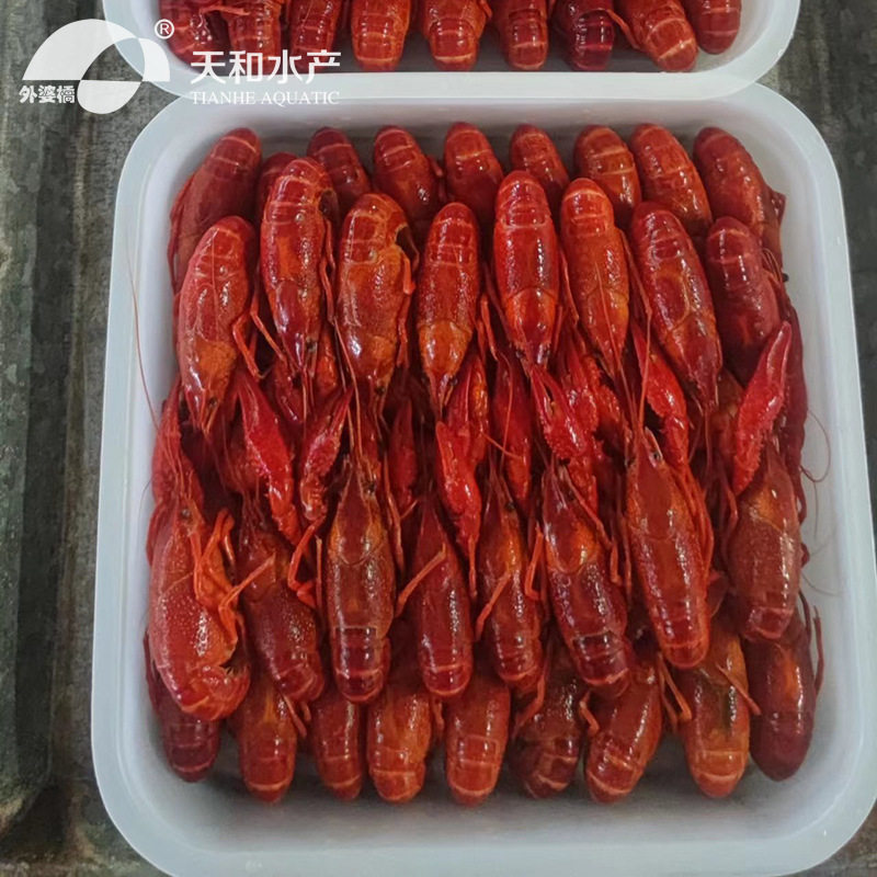 Tianhe Aquatic Products Frozen Freshwater Crayfish 10Kg/Box Raw Materials Wholesale Factory Direct Sales