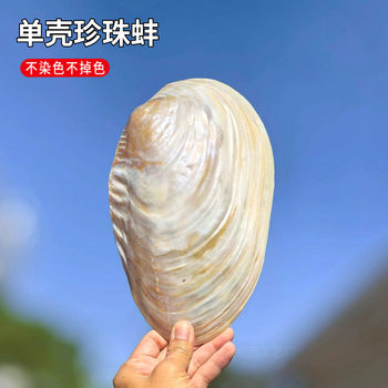 Natural large pearl clam shell oversized shell shooting props conch fish tank landscaping decoration ornaments fruit plate dinner plate