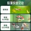 Fish Tank Algae Removal Salt, Algae Removal, Water Mildew Disease, Soft Water Salt, Fish Tank Algae Removal King, Fish Tank Algae Removal Water, Ornamental Fish