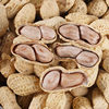 Boiled Peanuts, Fresh Peanuts, Boiled Salted Peanuts, Salty Dried Peanuts, Leisure Snack Nuts, Peanuts[Yt18]