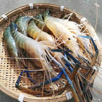 Raw Frozen Roche Shrimp, Large-Headed Shrimp, Live Frozen Roche Shrimp, Chilled Prawns, Restaurant Buffet, Freshwater Shrimp, River Shrimp