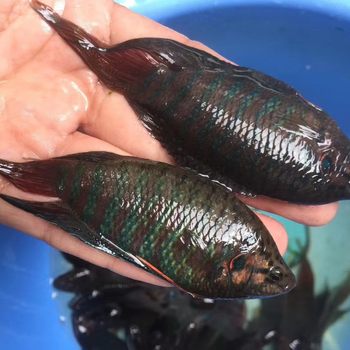 Chinese Fighting Fish, Large and Small Cold-Water Ornamental Fish, Lazy Fish, No Need for Heating, Easy to Maintain, Durable Aquarium Fish