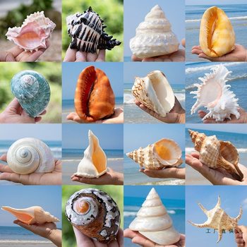Natural Real Conch Shell Fish Tank Aquarium Landscaping Home Decoration Ornaments Thousand-Handed Frog Conch Collection Gift