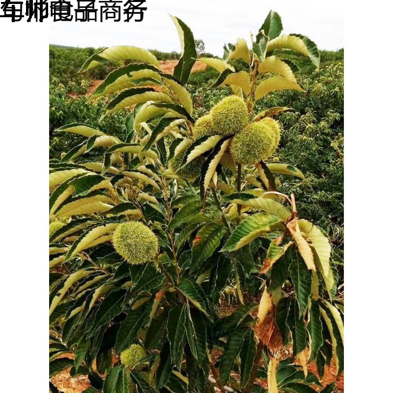 Freshly Picked Wild Chestnuts from Deep Mountains, Raw Chestnuts in Stock