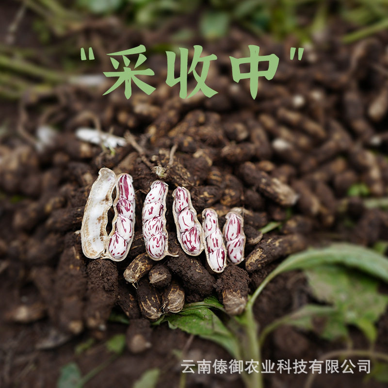 2025 Colorful Wild Peanuts Yunnan Colorful Peanuts Fruit Peanuts Multicolored Peanut Kernels New Stock Wholesale