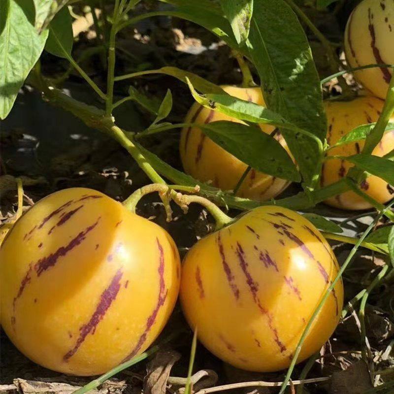 Ginseng Fruit Seeds, Longevity Fruit Seeds, Ornamental Edible Fruit Seeds, Vegetable Seeds, Balcony Potted Plants, Four-Season Nutrition